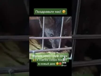 Соболь нашелся