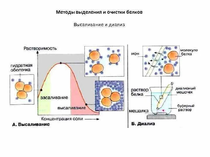 Диализ белков. Механизм высаливания белков биохимия. Метод очистки белков высаливанием. Диализ метод очистки белков. Методы выделения белков высаливание.
