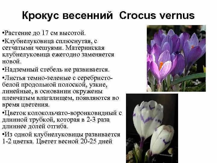 Описание весны детям