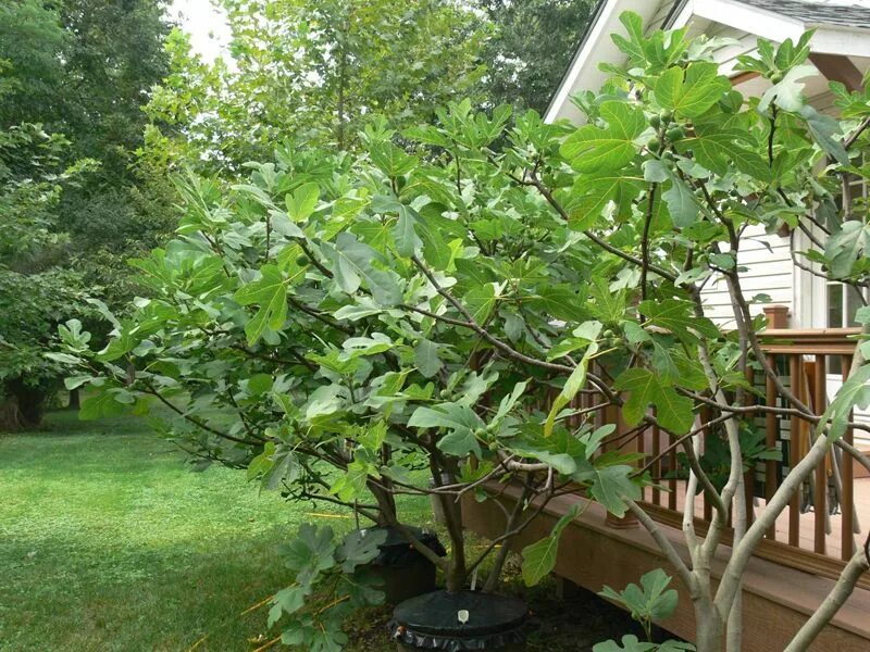 How to Grow a Fig Tree in Your Backyard Gardener’s Path Fig tree plant, Fig frui