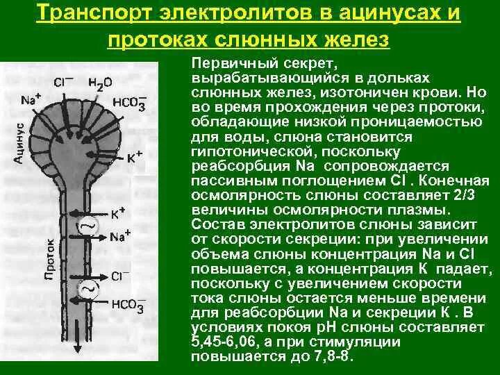 Механизм слюны. Клеточный механизм секреции слюны. Механизм секреции слюны физиология. Слюнная железа механизм секреции. Этапы секреции слюны.