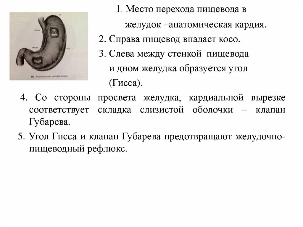 Пищевода реферат. Место перехода пищевода в желудок это. Пищевод впадает в желудок. Пищевод переходящий в желудок. Строение пищевода в месте перехода в желудок.