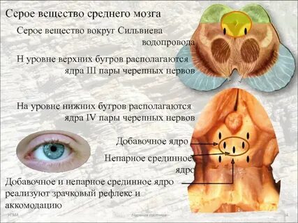 Серое вещество среднего мозга