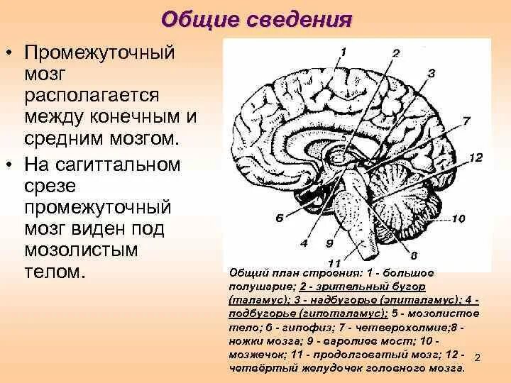 Головной мозг курс. Эпиталамическая спайка промежуточного мозга. Общий план строения промежуточного мозга. Общая структура промежуточного мозга. Ствол головного мозга Сагиттальный разрез.