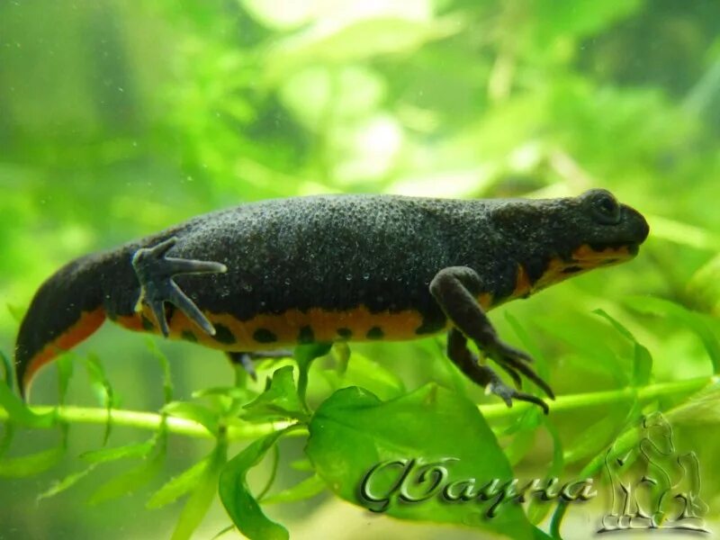 Тритон хит. Тритон хит. Душевая кабина triton стандарт 90 на 90. Triton хит 88x88 а душевая кабина. Душевая кабина тритон 90х90.