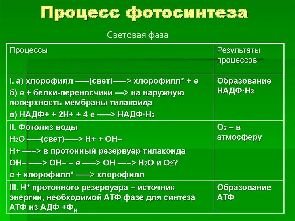 Образование в клетках растений глюкозы поглощение. Биология фотосинтез 10 класс световая и темновая фаза. Световая фаза фотосинтеза 9 класс биология. Биология 10 класс темновая световая фаза. Световая и темновая фаза таблица.