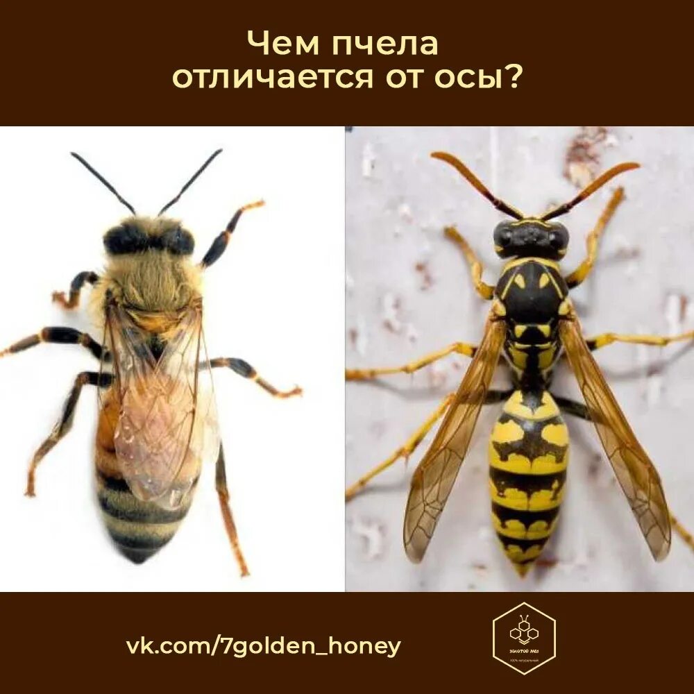 Различия пчел. Оса и пчела различия. Шмель пчела Оса Шершень. Медоносная пчела и Оса. Оса пчела Шмель Шершень отличия.