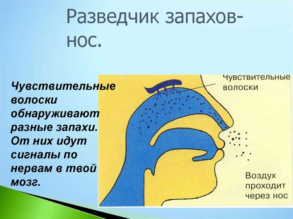 Запах рыбы в носу. Органы чувств обоняние. Органы чувств нос орган обоняния. Орган обоняния для детей. Нос орган обоняния для детей.