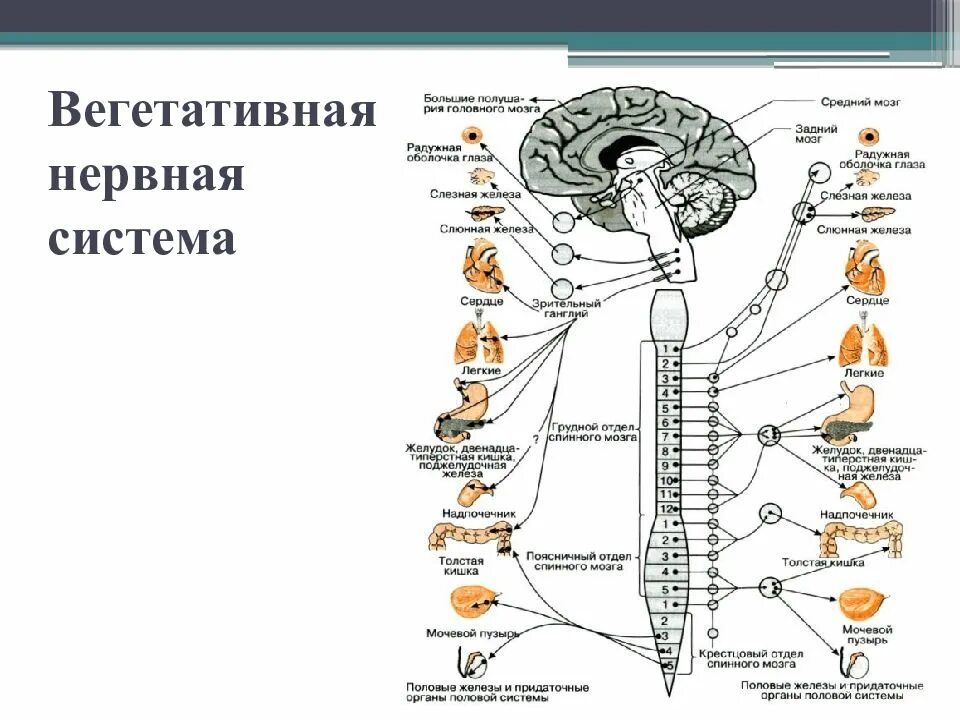 С какой структурой отвечающей за деление. Рефлекторные центры спинного мозга. Вегетативная нервная система головного мозга. Спинальные центры вегетативной нервной системы. Строение и функции спинного мозга вегетативная нервная система.