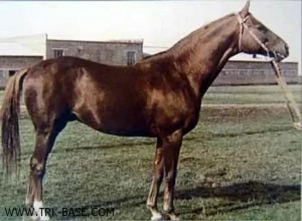 Жеребец 1970