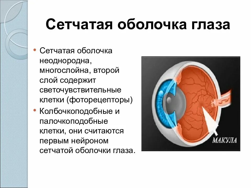 Схема строения яйца. Строение яйца птицы халазы. Пространства головного мозга между оболочками. Оболочка содержимого. Строение яйца птицы и функции.