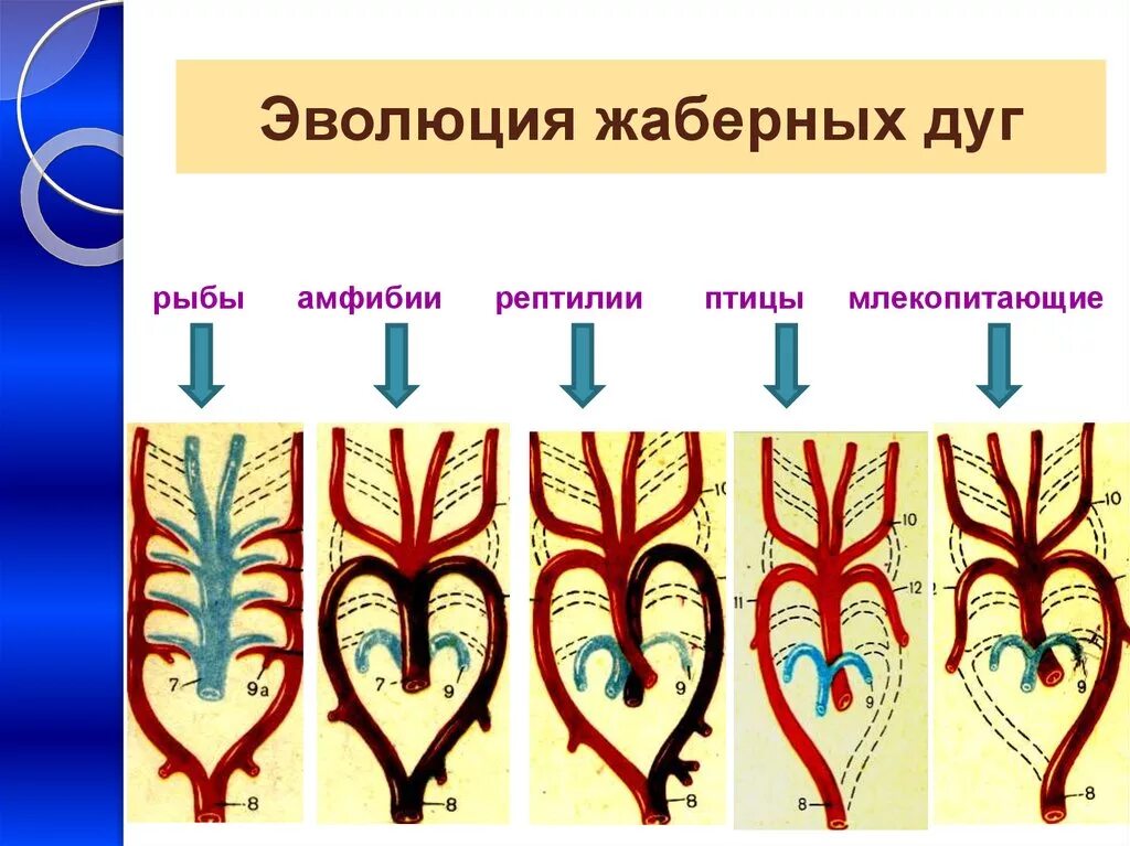 Филогенез кровеносной. Эволюция артериальных жаберных дуг хордовых. Филогенез преобразование жаберных дуг. Эволюция жаберных дуг у позвоночных животных. Филогенез жаберных дуг позвоночных.