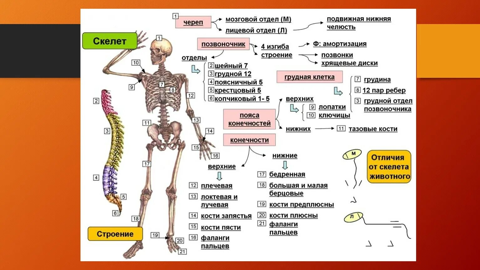 Их в организме человека. Строение скелета человека ЕГЭ биология. Кости скелета строение скелета. Отделы скелета анатомия. Строение скелета по отделам.