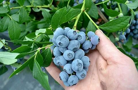 Самоплодные сорта голубики для подмосковья