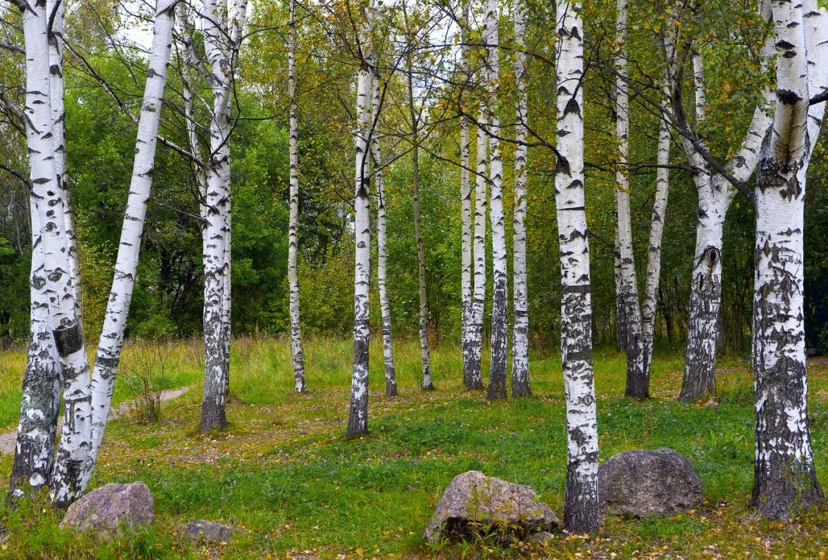 Х березки. Национальное дерево России береза. Русские березы. Береща. Береза фото.