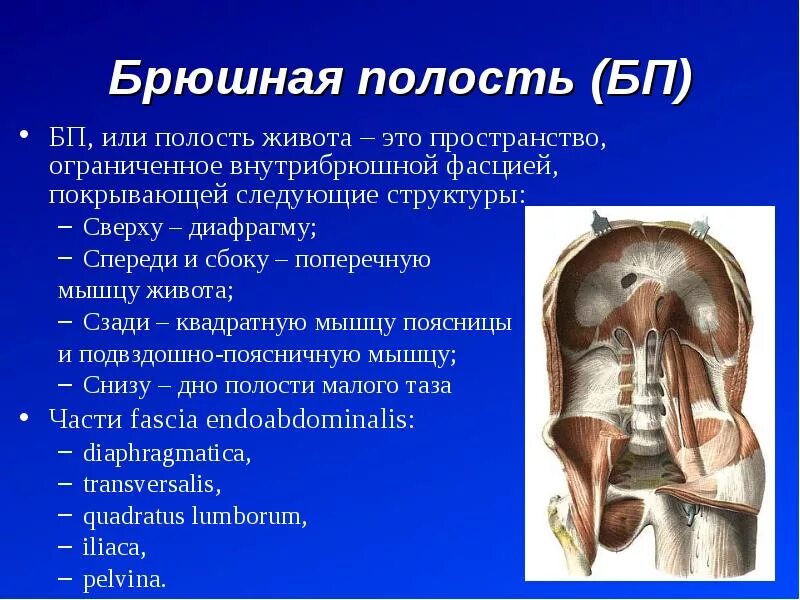 Брюшина печени