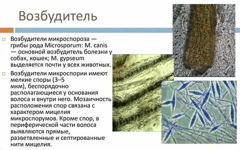 Домашние возбудитель
