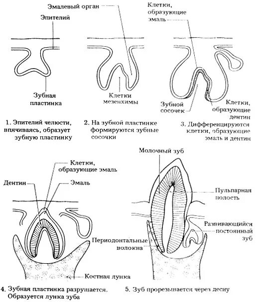 Этапы развития зуба. Стадии развития развития зуба гистология. схема строения зуба гистология.