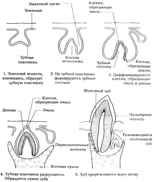 Стадии развития зуба. Схема формирования зуба. Периоды развития зубов гистология. Развитие зубов гистология схема. Развитие зуба гистология схема.