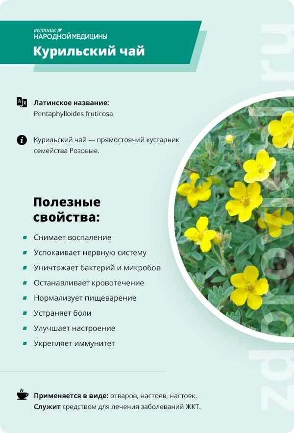 Лапчатка желтая курильский чай. Курильский чай кустарниковый. Лапчатка кустарниковая, курильский чай кустарниковый. Курильский чай состав. Плоды курильского чая.