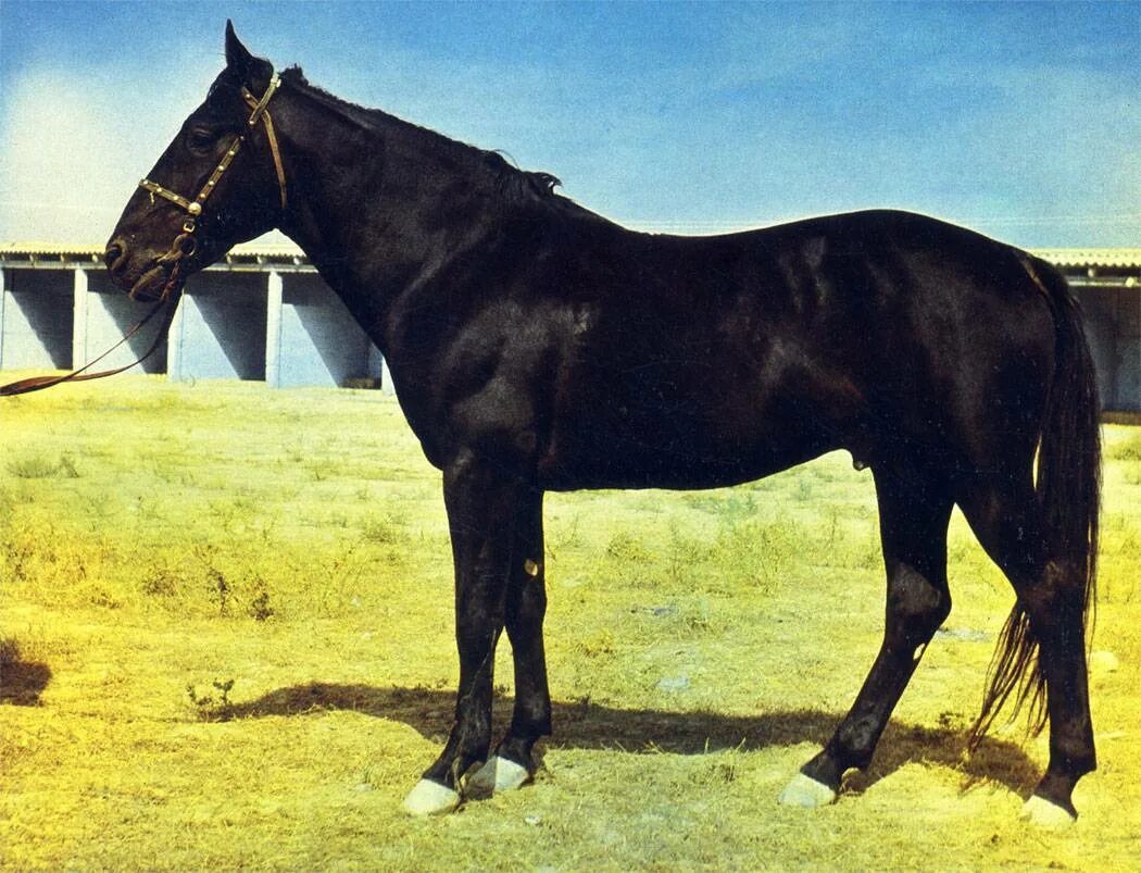 Стандарт породы кабардинская фрагмент. Карабаир порода лошадей. Лошадь карабаирской породы. Карабаир порода лошадей узбекская. Кабардинская порода лошадей.