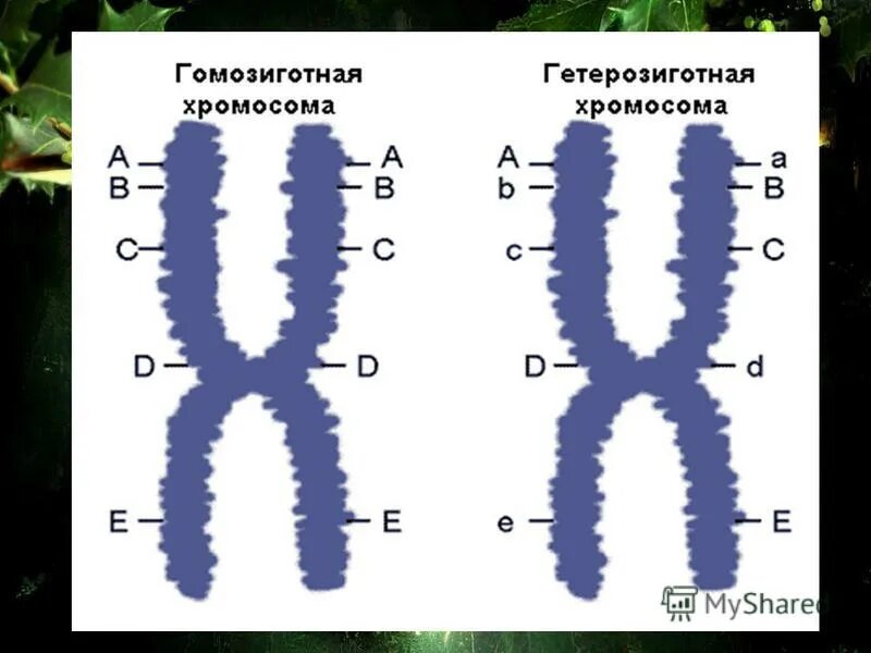 Назовите гомозиготные организмы