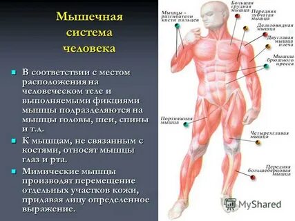 Отделы мышечной системы