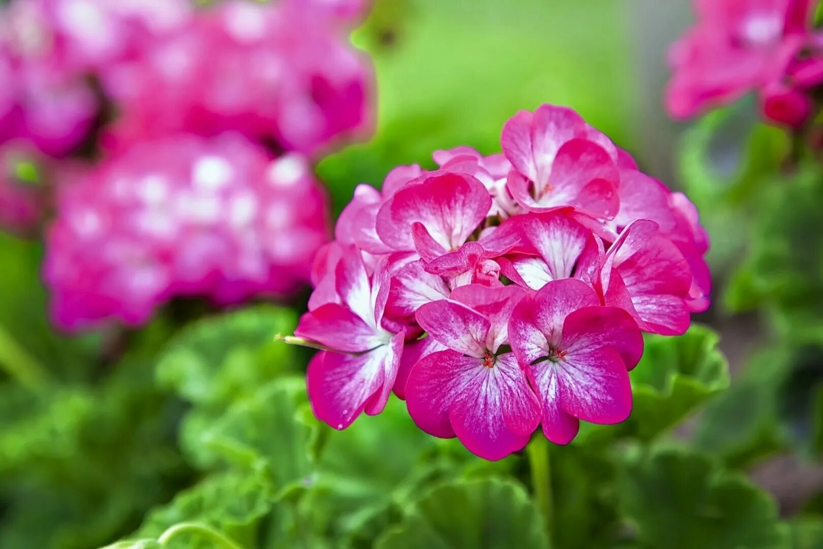 Что делает герань. Пеларгония герань. пеларгония pelargonium florella velvet. пеларгония нано пинк.
