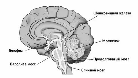 Перестройка шишковидной железы головного мозга
