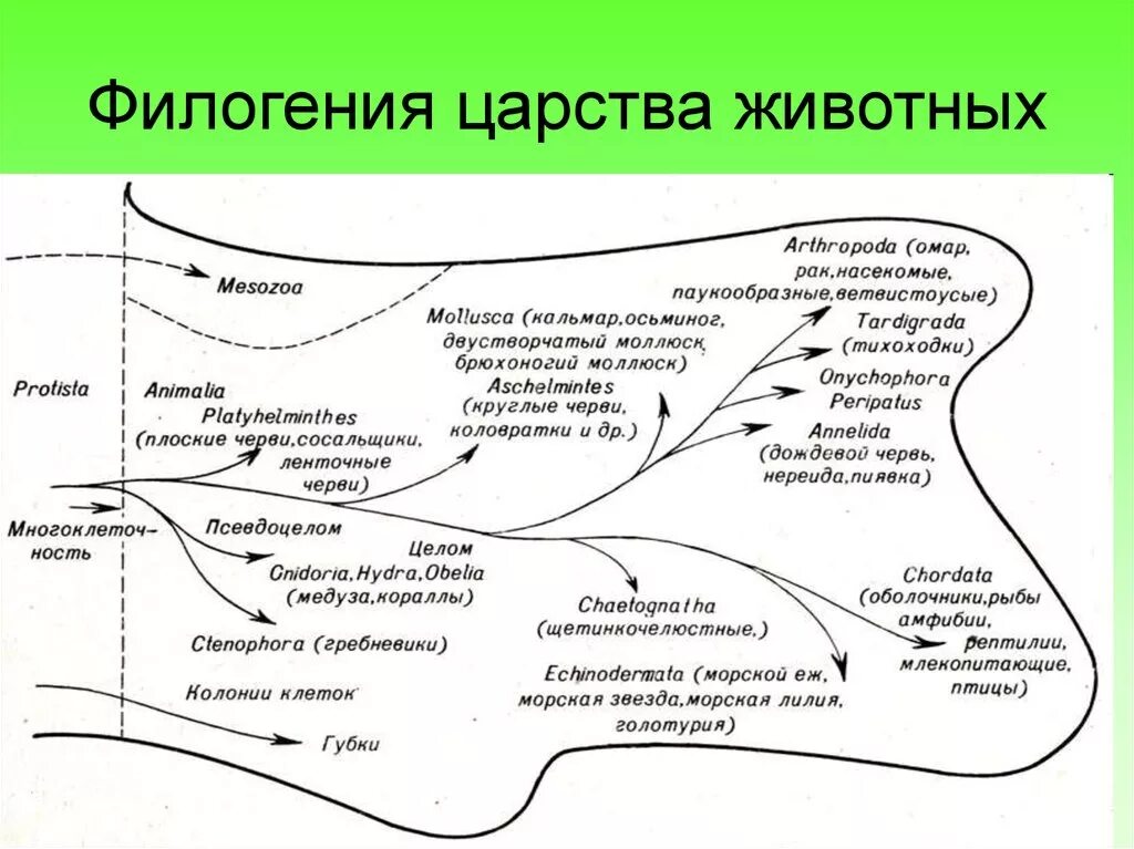 Филогенез животных