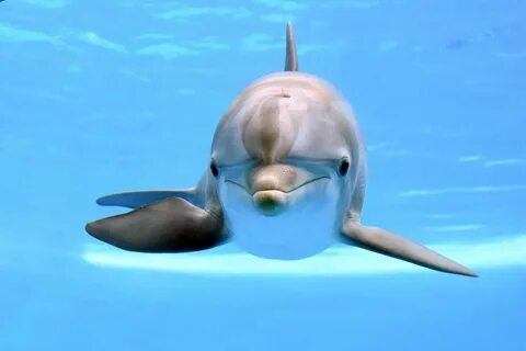 The dolphin a fish