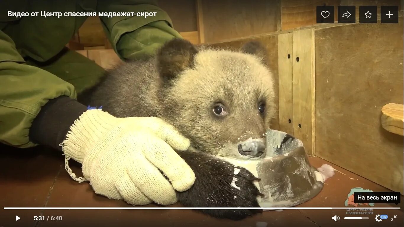 Игра мишка где мишка спасает мишек. Центр спасения медвежат-сирот. Центр спасения медвежат-сирот Тверская область. Медведь Россия.