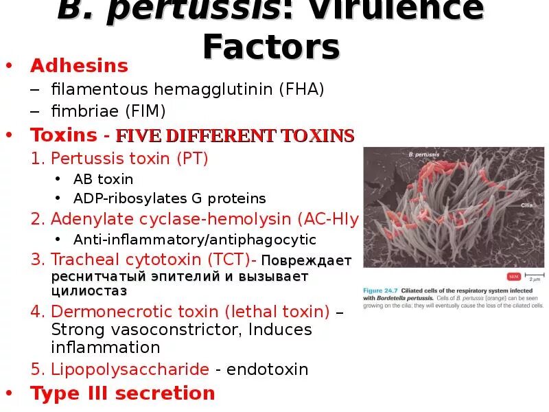 Anti bordetella pertussis положительный. Bordetella pertussis токсины. Bordetella pertussis факторы патогенности. Бордетеллы болезни вызываемые. Бордетелла пертуссис биохимические свойства.