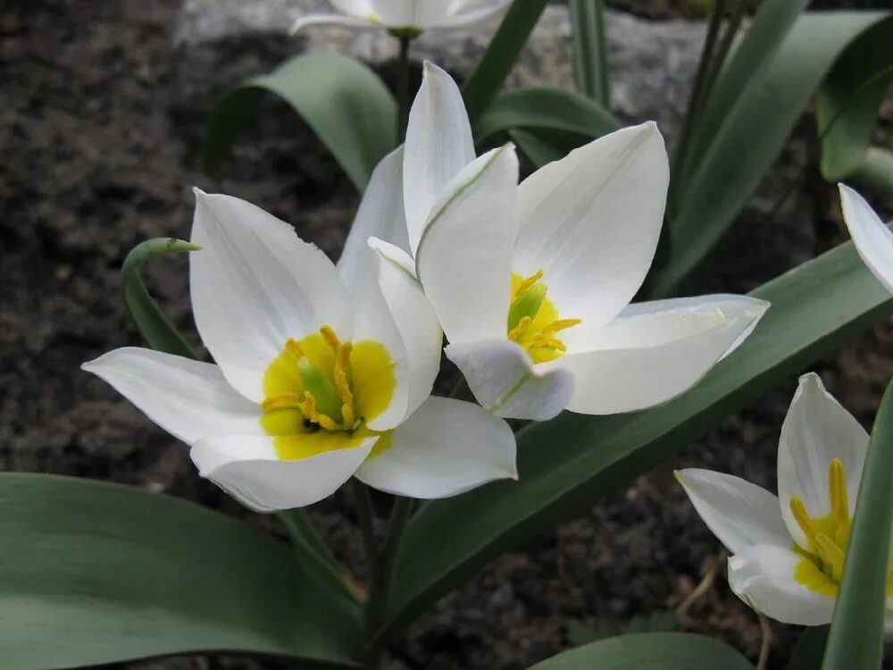 Тюльпан двуцветковый Tulipa biflora. Тюльпан Коктебельский. Тюльпан двуцветковый Крым. Тюльпан двуцветковый