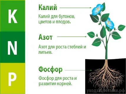 Какой азот усваивают растения