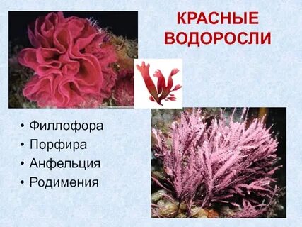 Классы красных водорослей