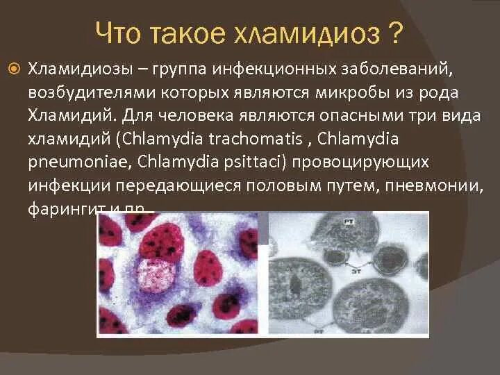 Можно ли заразиться хламидиями через