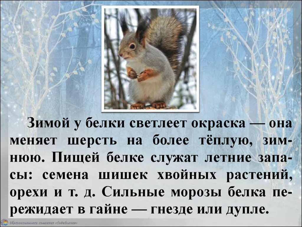 Как белка проводит зиму. Зимующие животные для детей. рассказ о зимних животных. доклад про зимних животных. рассказы о животных зимой.