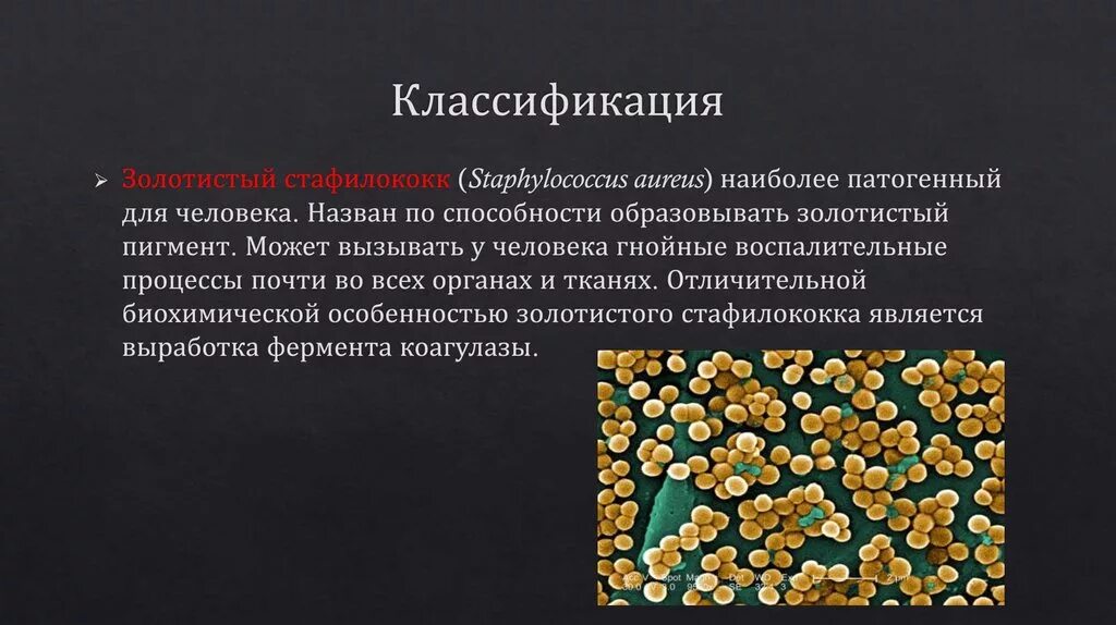 Staphylococcus aureus 5. Систематика золотистого стафилококка. Стафилококк ауреус микробиология. Стафилококк aureus микробиология. Стафилококк 3.3.