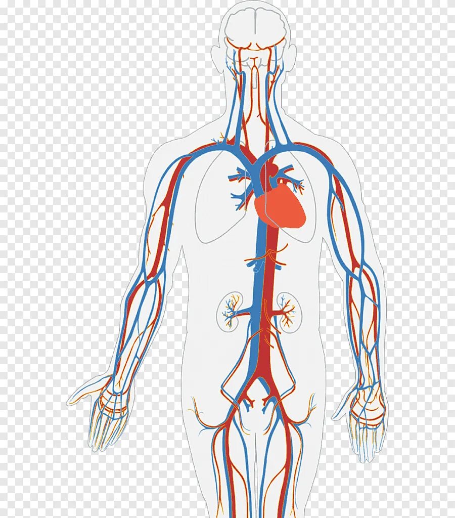 Circulatory system. Кровеносная система человека. макет кровеносной системы человека. circulatory system organs.