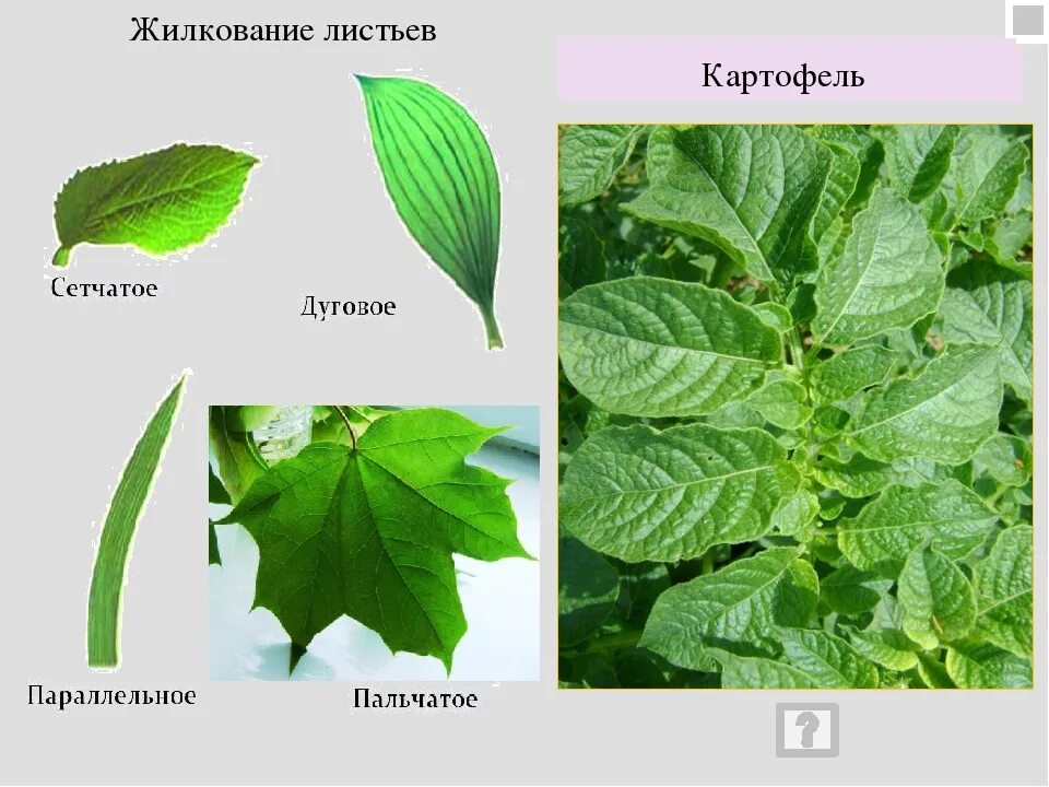 Картофель жилкование листьев. Жилки на листьях картофеля. Жилка листа. Строение листа картофеля. 3 типы жилкования