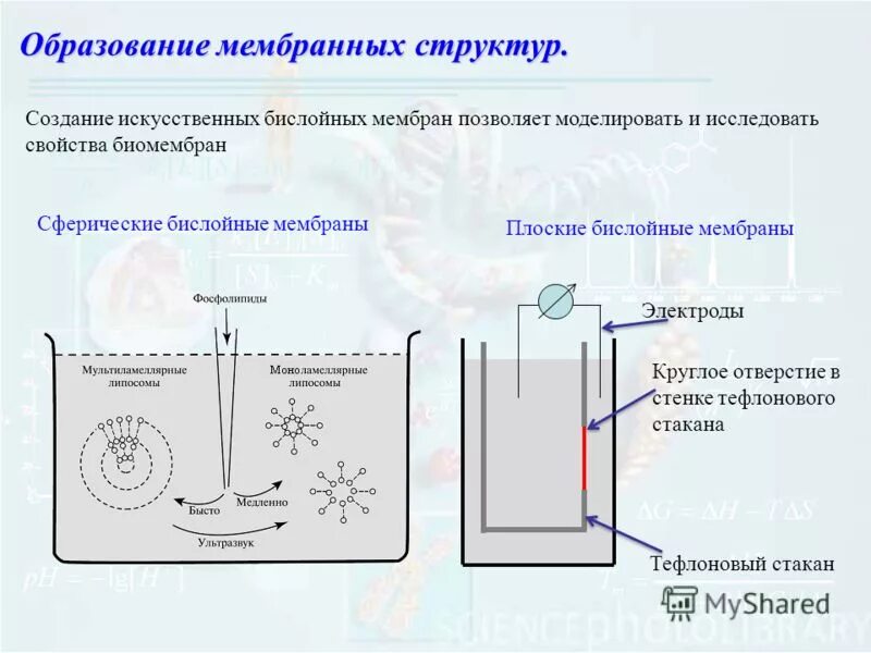 Изотерма поверхностного давления. Образование мембранных структур. Формирование мембран кратко. Формирование мембранных структур и появление самовоспроизведения. Образование мембранных структур.