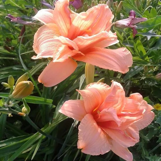 лилейник махровый дабл дрим. лилейник гибридный дабл помпон. дабл дрим. лилейник дабл дрим. лилейник дабл пинк уандер.