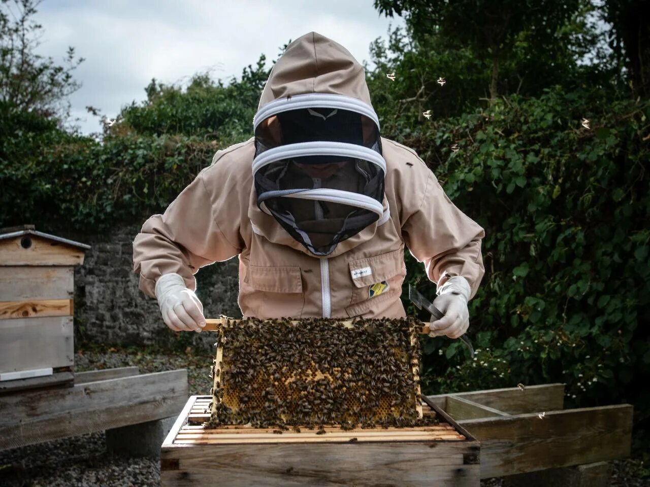 Улей видеопасека. Пасека на крыше. Пчеловод выход. Пчеловод выход. Пасека пчел.