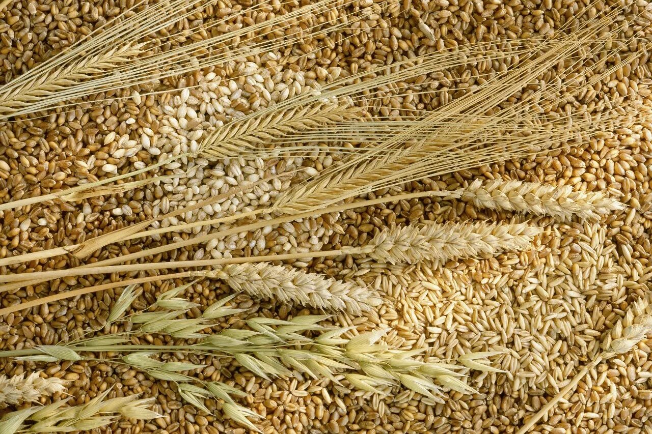Зерно. Пшеница зерно. Ячмень. Ячмень и пшеница.