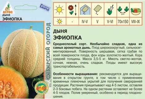 Эфиопка дыня отзывы описание сорта