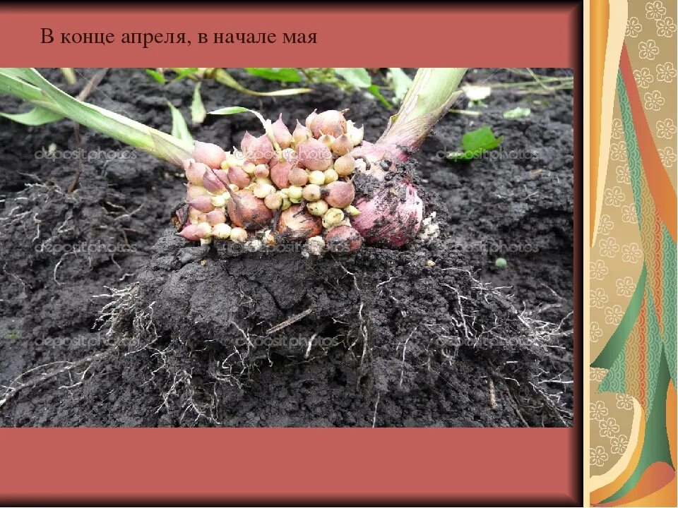 Луковицы гладиолусов рассада. Переопыление гладиолусов. Осенняя выкопка гладиолусов. Гладиолусы температура. Схема посадки гладиолусов.