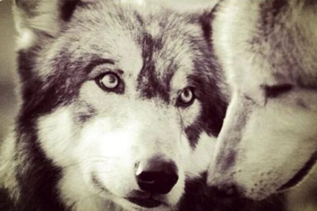 Лучший друг никогда не бросит. Волк никогда не предаст. Волк никогда. Волк никогда не бросит свою любимую. Волк никогда не.