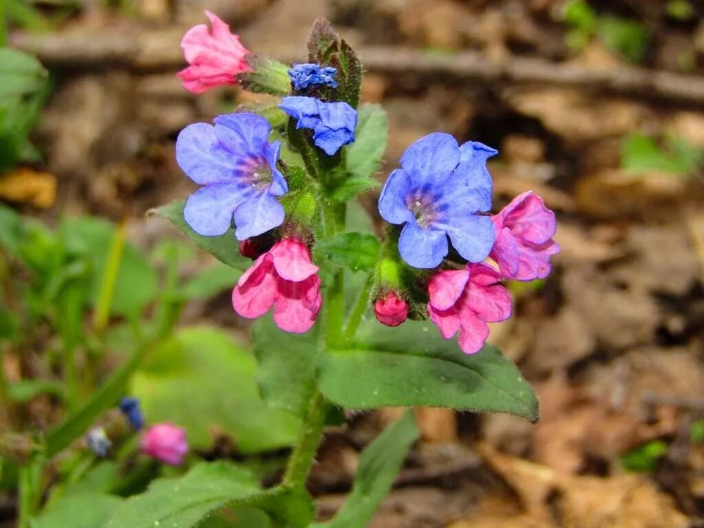 Pulmonaria obscura. Медуница гибридная опал. Медуница темная. Медуница цветок. Медуница лесная.