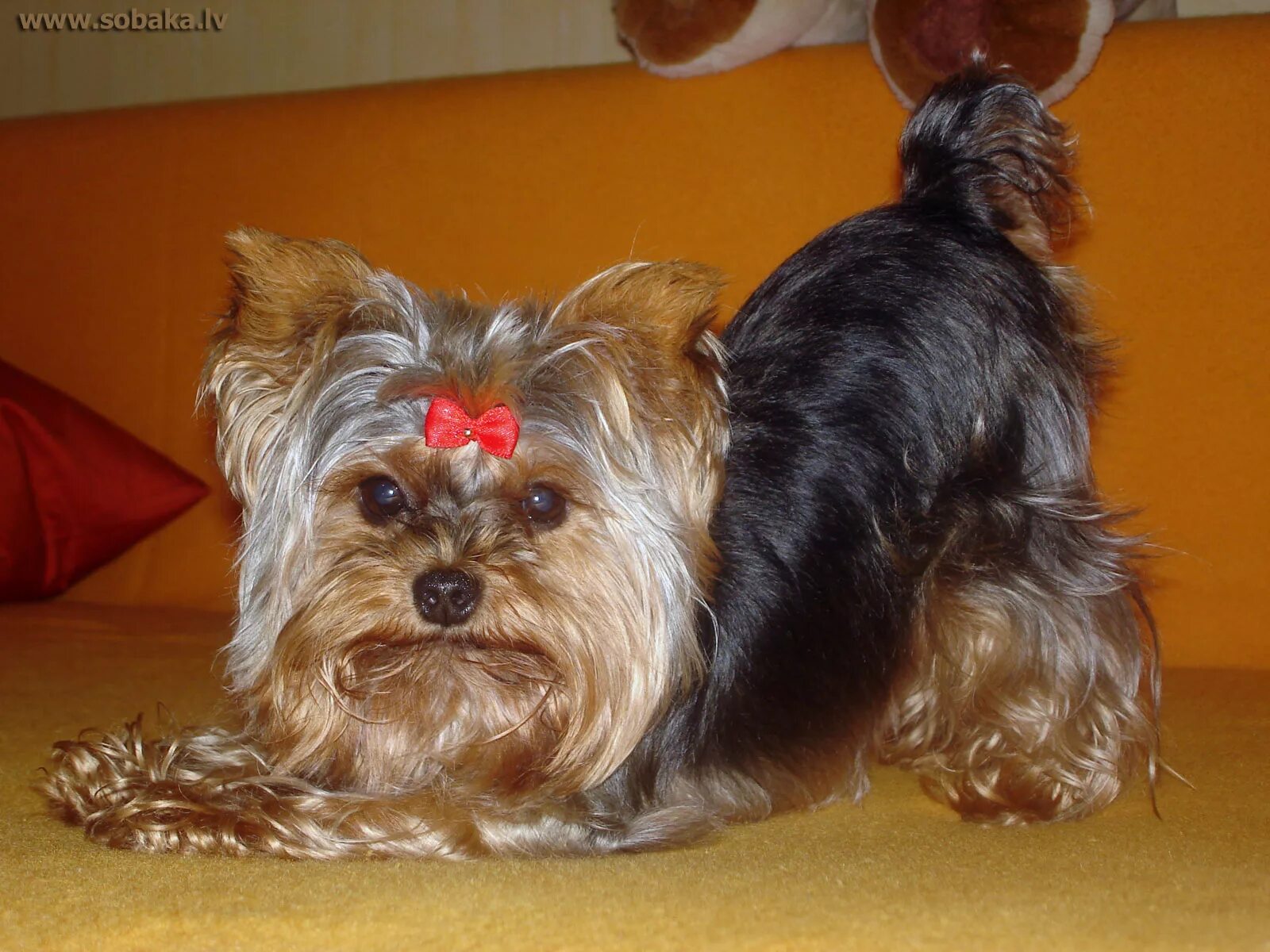 йоркширский терьер вес мини и стандарт. вес взрослого йоркширского терьера. йоркшир терьер мини вес. мини йорк и стандарт и микро йорк. йоркширский терьер взрослая собака.